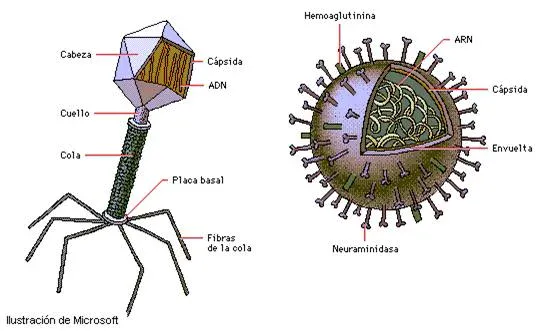 Estructura de los bacteriófagos