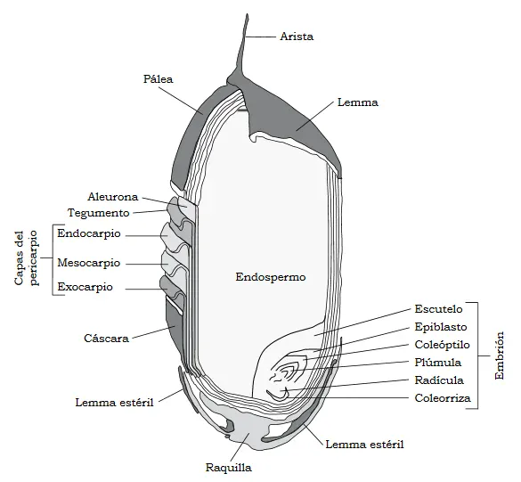 Partes de una semilla de arroz